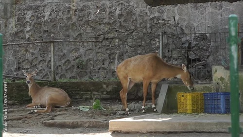 Footage of Nilgai or blue cow. Boselaphus tragocamelus is the largest Asian antelope and is endemic to the Indian subcontinent. photo