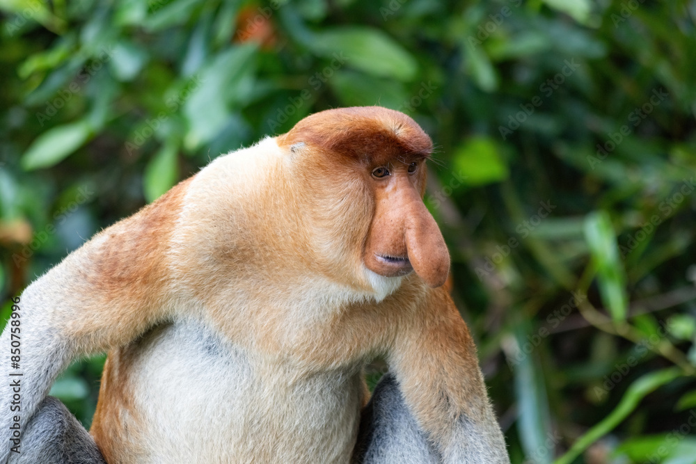 Fototapeta premium Proboscis Monkey portrait in Borneo rainforest Sandakan Malaysia