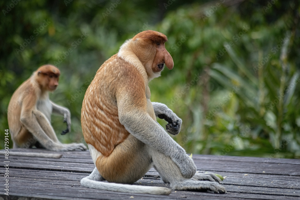 Naklejka premium Proboscis Monkey in Borneo rainforest Sandakan Malaysia