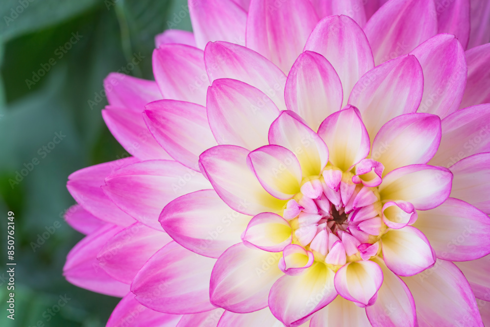 Fototapeta premium Macro closeup of a beautiful dahlia bloom