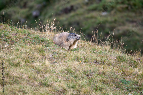 marmotas in the montains