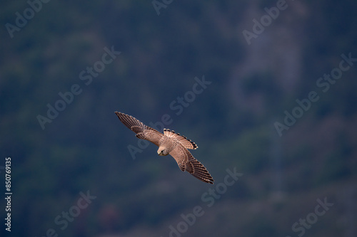 bird of prey flying over the mountains