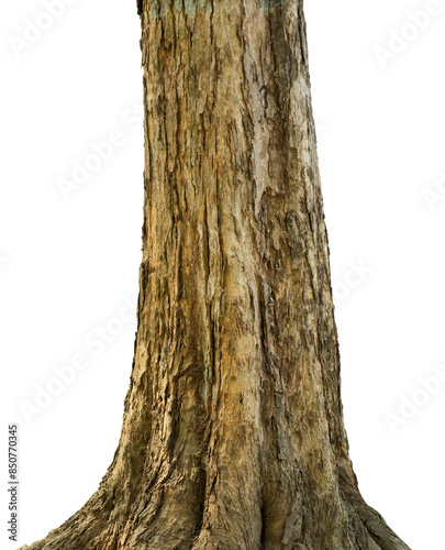 natural tree trunk isolated on white photo