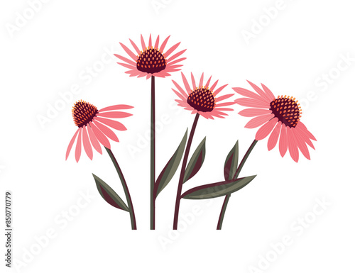 Echinacea flower isolated on white background. Healing plant logo emblem