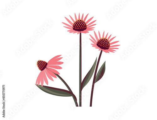 Echinacea flower isolated on white background. Healing plant logo emblem