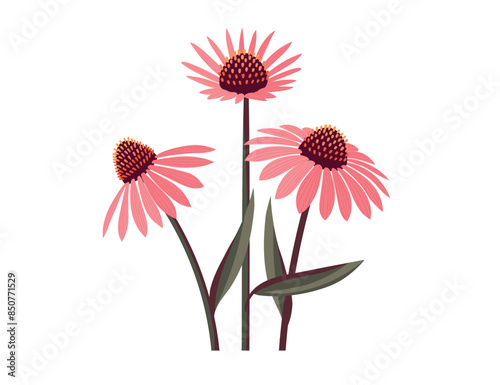 Echinacea flower isolated on white background. Healing plant logo emblem