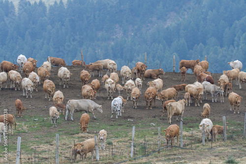 flock of sheep in a field