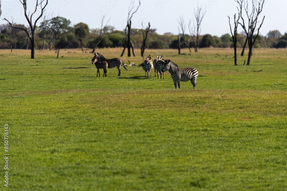 Fototapeta premium View of the zebras on the meadow