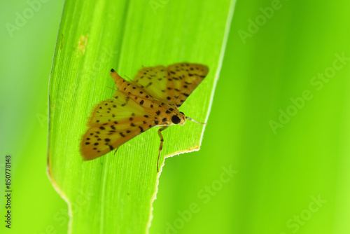 a butterfly or moth in nature, macro, photography, insect, close up.