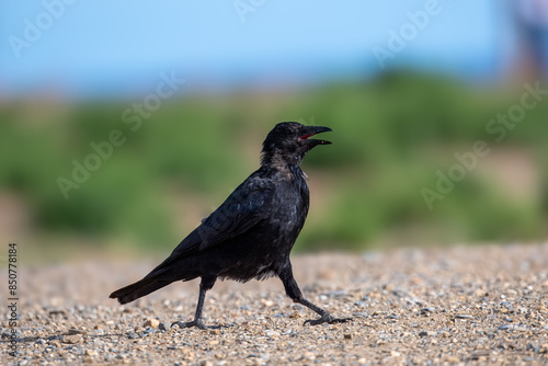 crow on the ground