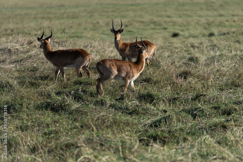Fototapeta premium View of the gazelle on the meadow