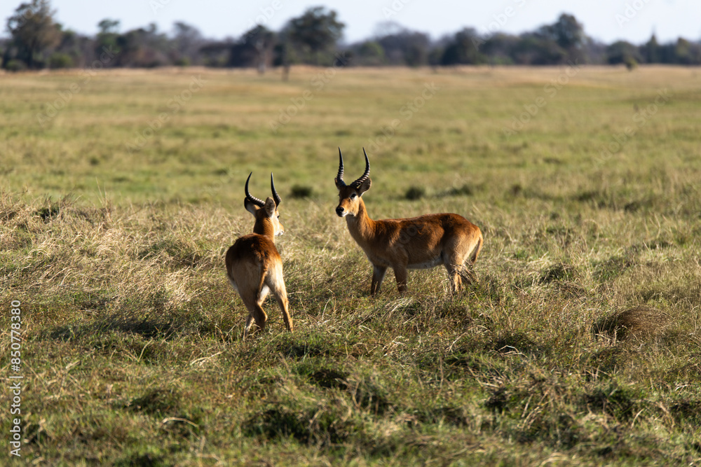 Fototapeta premium View of the gazelle on the meadow