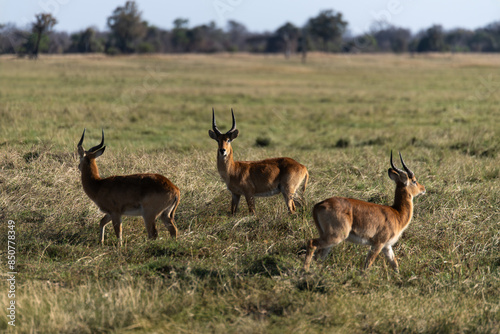 Photography View of the gazelle on the meadow