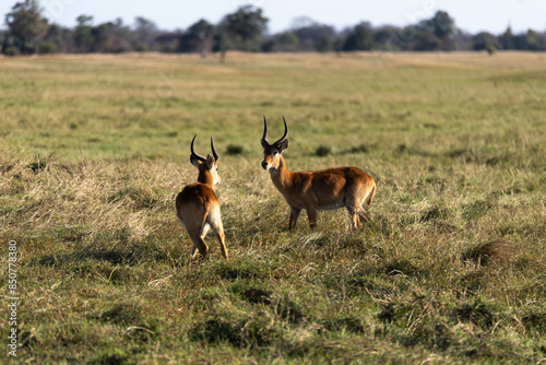 View of the gazelle on the meadow