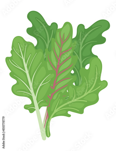 Arugula green leaf tasty vegetable herb vector illustration isolated on white background