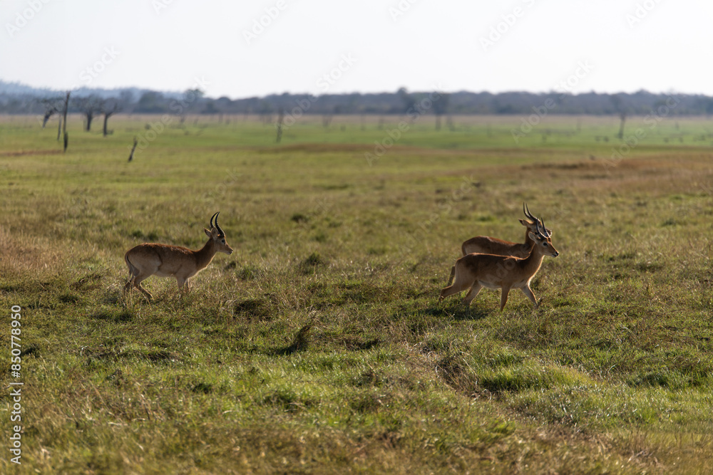 View of the gazelle on the meadow View of the gazelle on the meadow