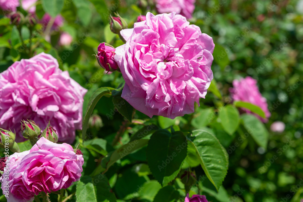 close-up of a ruffly pink rose bush in spring close-up of a ruffly pink rose bush in spring