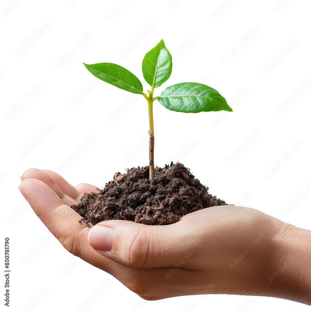 Hand holding a small seedling in soil for growth and environmental care on transparent background clipart Hand holding a small seedling in soil for growth and environmental care on transparent background clipart