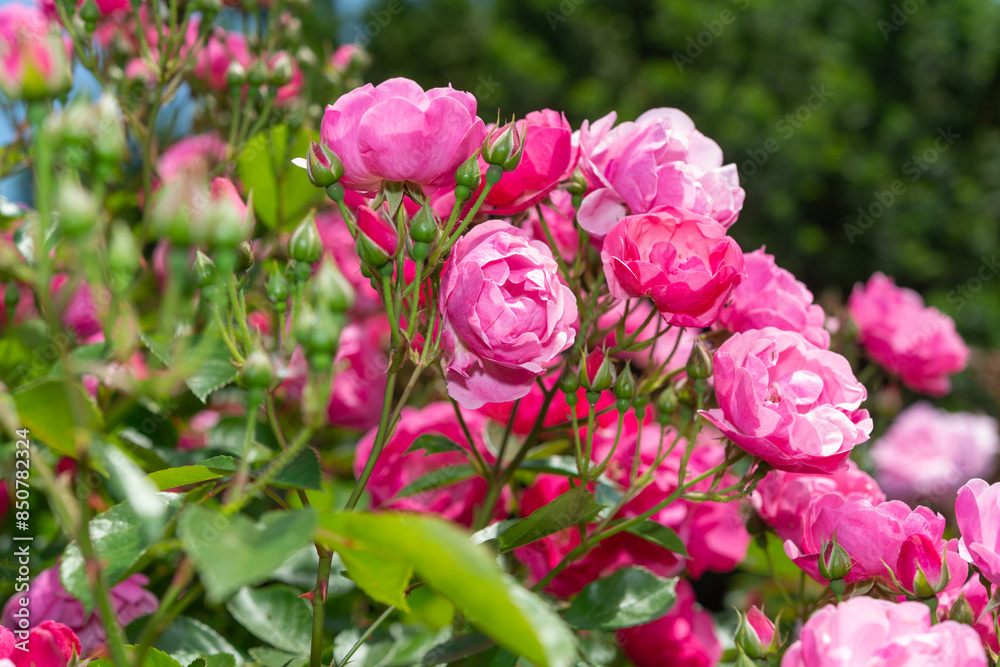 pink flowers, buds, and green leaves outside pink flowers, buds, and green leaves outside