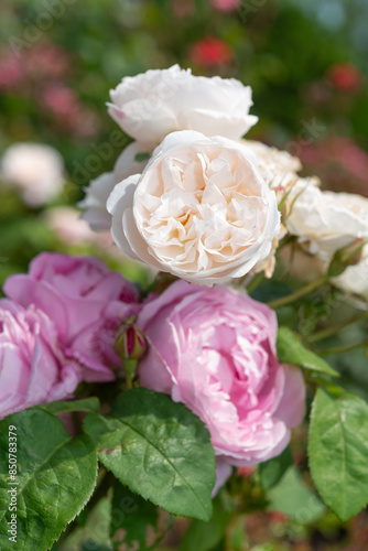 shallow depth of field focus on traditional ivory and pink roses