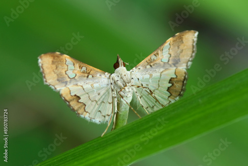 a butterfly or moth in nature, macro, photography, insect, close up.