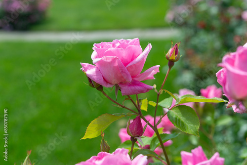 pink flowers on a defocused green lawn background
