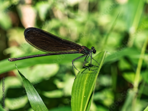 Atrocalopteryx damselfly on a leaf 2 photo