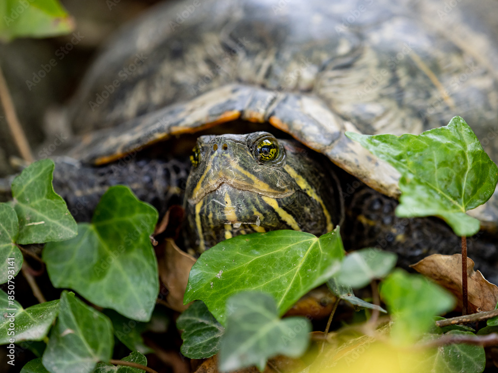 Obraz premium Red Eared slider in the weeds