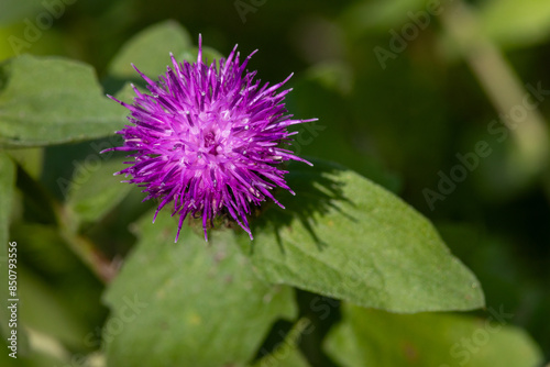 Macrophotographie de fleur sauvage - Centaurée pectinée - Centaurea pectinata photo