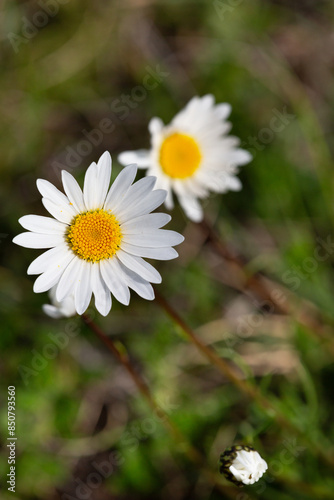 Macrophotographie de fleur sauvage - Grande marguerite - Leucanthemum vulgare