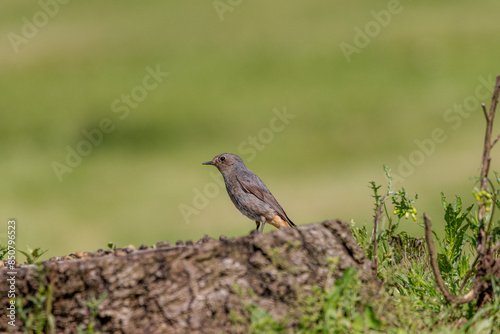 Female Black Redstart (Phoenicurus ochruros) perched on an old tree stump. photo