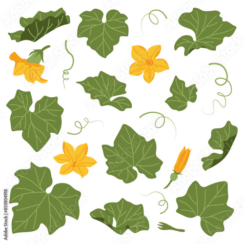 Pumpkin leaves, flowers and vines plant. Hand drawn trendy flat style isolated on transparent background. Autumn Harvest, Thanksgiving concept. Vector illustration
