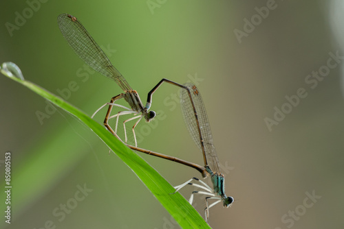 dragonfly mating
