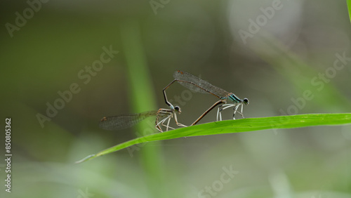 dragonfly mating