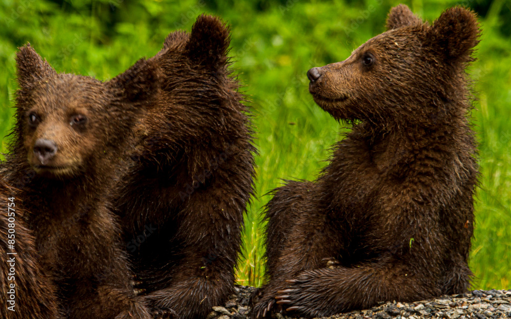 Young bears on the Transfagarasan in Romania
