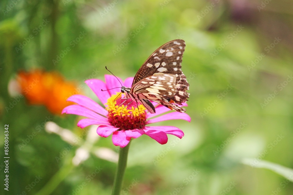 Butterfly and red and pink flowers Butterfly and red and pink flowers