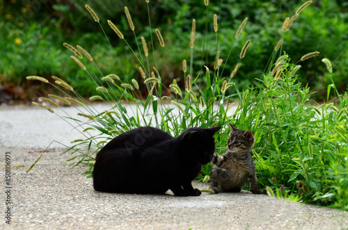 A sword and a kitten in the game photo