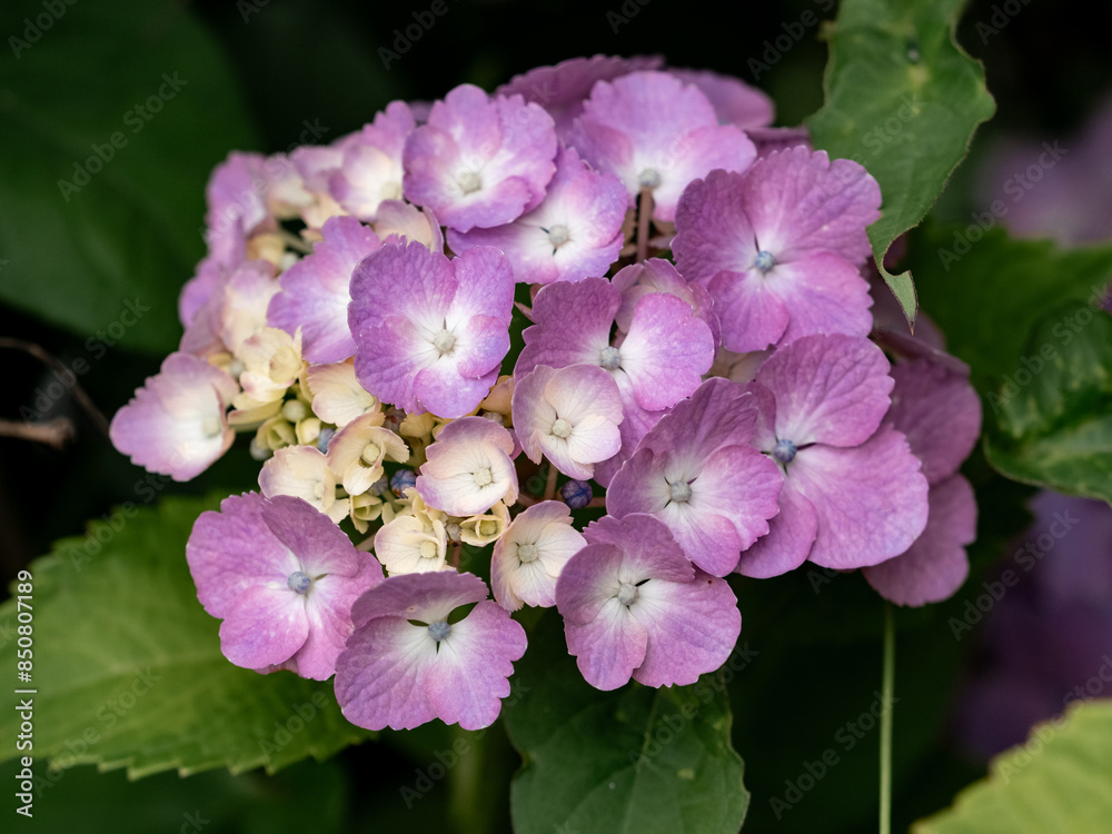 Fototapeta premium small pink hydrangeas blooming 6