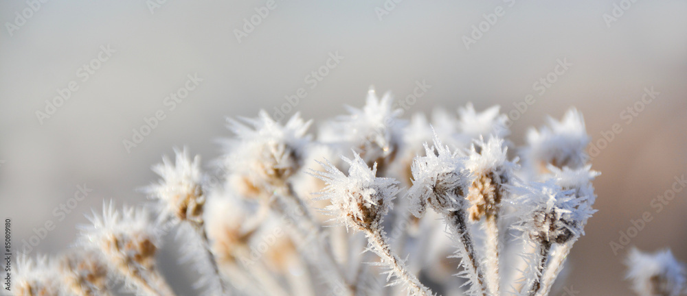 Nature winter background - Frosty plant banner Nature winter background - Frosty plant banner
