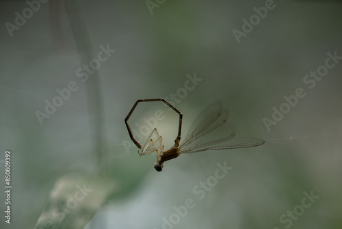 dragonfly mating
