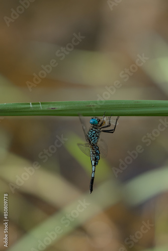 dragonfly mating