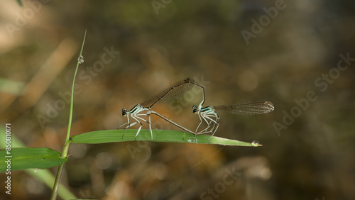 dragonfly mating