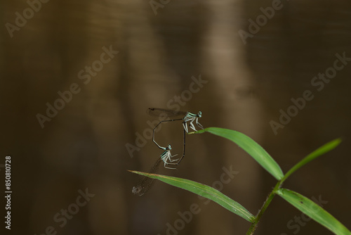 dragonfly mating