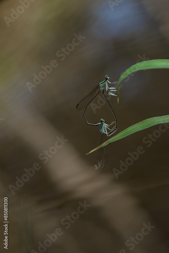 dragonfly mating
