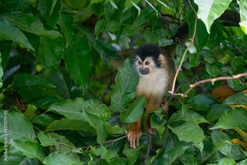 Singe Écureuil - Costa Rica photo