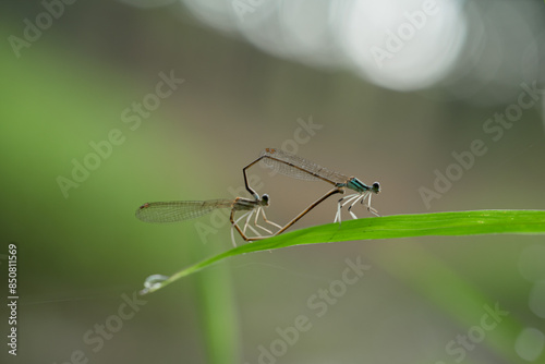 dragonfly mating