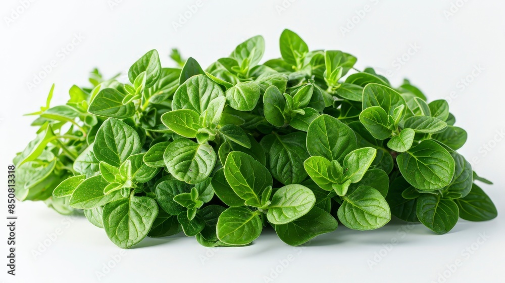 Fresh Green Oregano Sprigs Fresh Green Oregano Sprigs