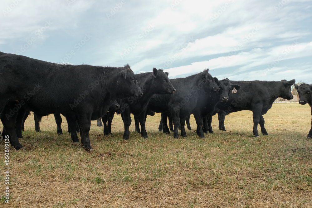 Black angus cattle herd on Texas ranch in field. Black angus cattle herd on Texas ranch in field.