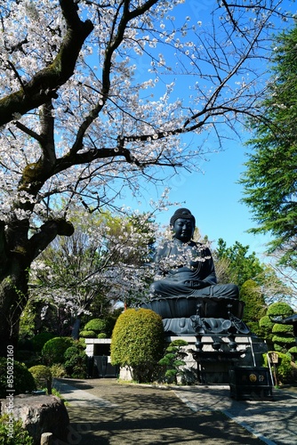 桜と大仏 photo