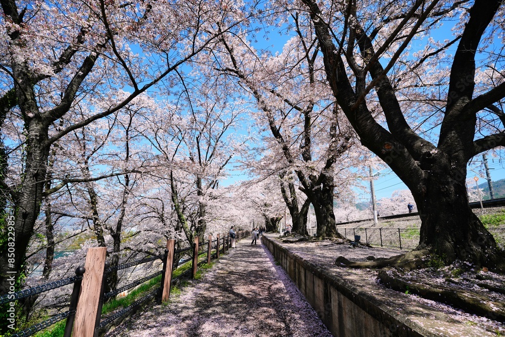 桜並木